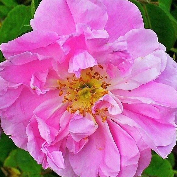 Rosa Damascena Trigintipetala ® Floribunda Roses garden rose bushes potted or bare root plants