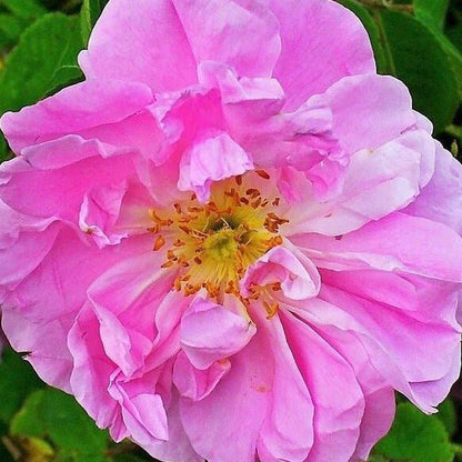 Rosa Damascena Trigintipetala ® Floribunda Roses garden rose bushes potted or bare root plants