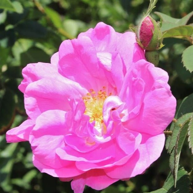 Rosa Damascena Trigintipetala ® Floribunda Roses garden rose bushes potted or bare root plants