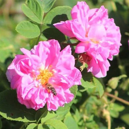 Rosa Damascena Trigintipetala ® Floribunda Roses garden rose bushes potted or bare root plants