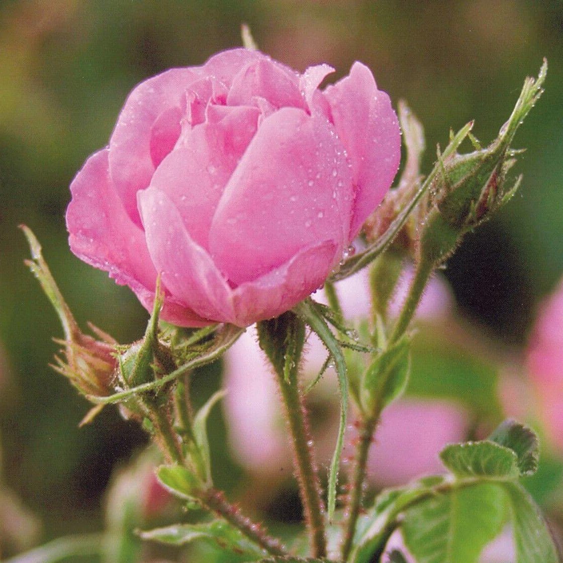 Rosa Damascena Trigintipetala ® Floribunda Roses garden rose bushes potted or bare root plants