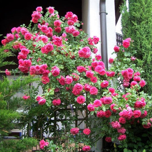 Rosarium Uetersen ® Shrub Rose garden rose bushes potted or bare root plants