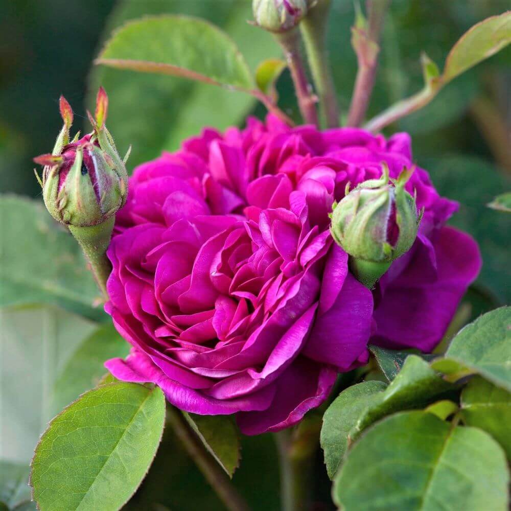 Rose de Rescht ® - rose for jam and syrup Floribunda Roses garden rose bushes potted or bare root plants