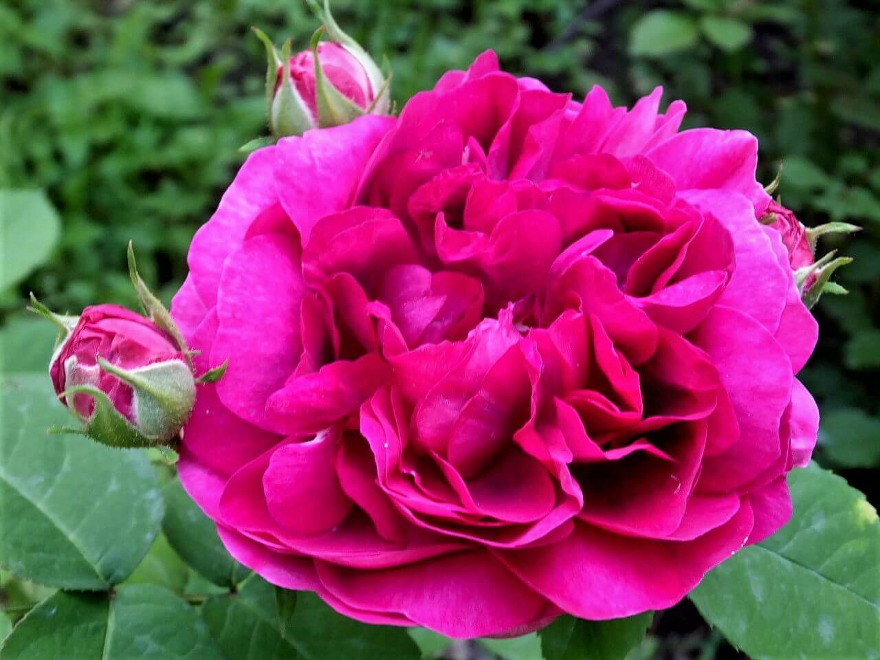 Rose de Rescht ® - rose for jam and syrup Floribunda Roses garden rose bushes potted or bare root plants