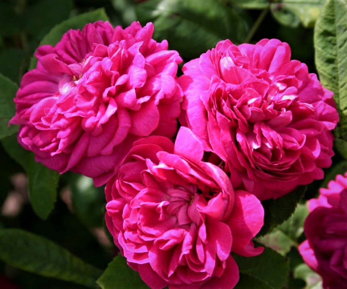 Rose de Rescht ® - rose for jam and syrup Floribunda Roses garden rose bushes potted or bare root plants