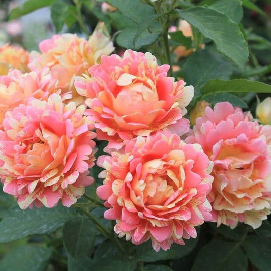 Georges Delbard Rose Palnts | Potted or Bare Root Bushes | Buy Top ...