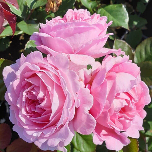 Rosengrafin Marie Henriette