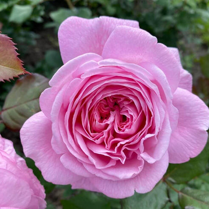 Rosengrafin Marie Henriette