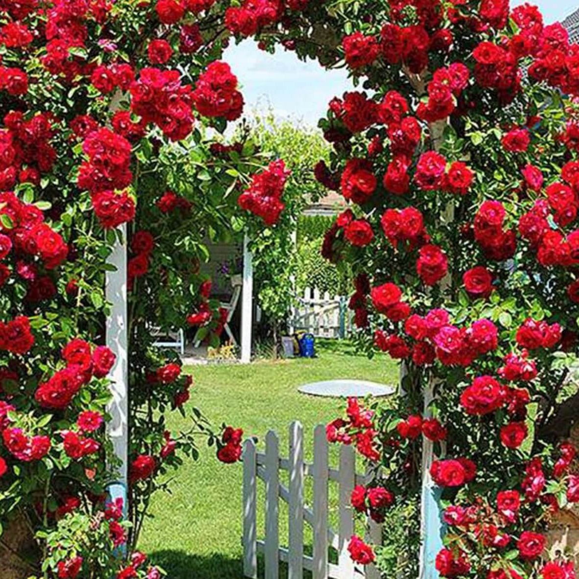 Climbing Rose Vines Strawberry Hill Rose|David Austin Climbing