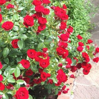 Scarlet Hit ®' Floribunda Roses garden rose bushes potted or bare root plants