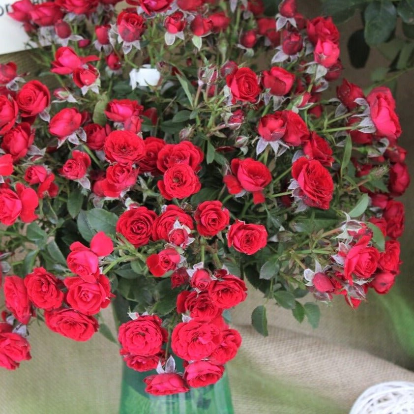 Scarlet Hit ®' Floribunda Roses garden rose bushes potted or bare root plants