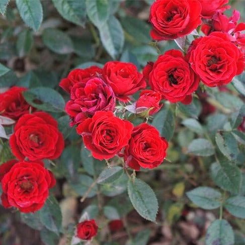 Scarlet Hit ®' Floribunda Roses garden rose bushes potted or bare root plants