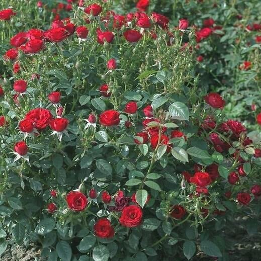 Scarlet Hit ®' Floribunda Roses garden rose bushes potted or bare root plants