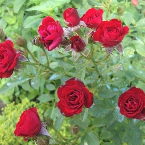 Scarlet Hit ®' Floribunda Roses garden rose bushes potted or bare root plants