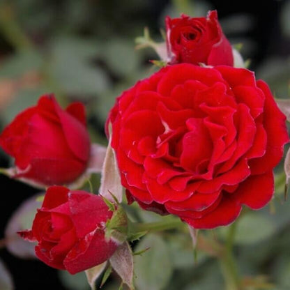 Scarlet Hit ®' Floribunda Roses garden rose bushes potted or bare root plants