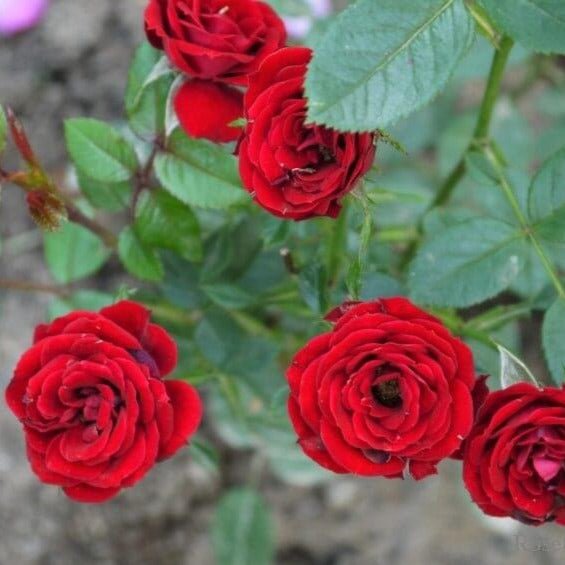 Scarlet Hit ®' Floribunda Roses garden rose bushes potted or bare root plants