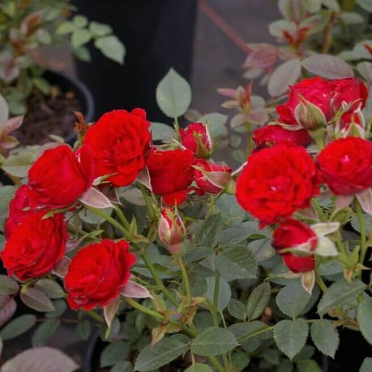 Scarlet Hit ®' Floribunda Roses garden rose bushes potted or bare root plants