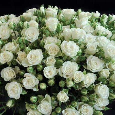 Snowflake ®' Floribunda Roses garden rose bushes potted or bare root plants