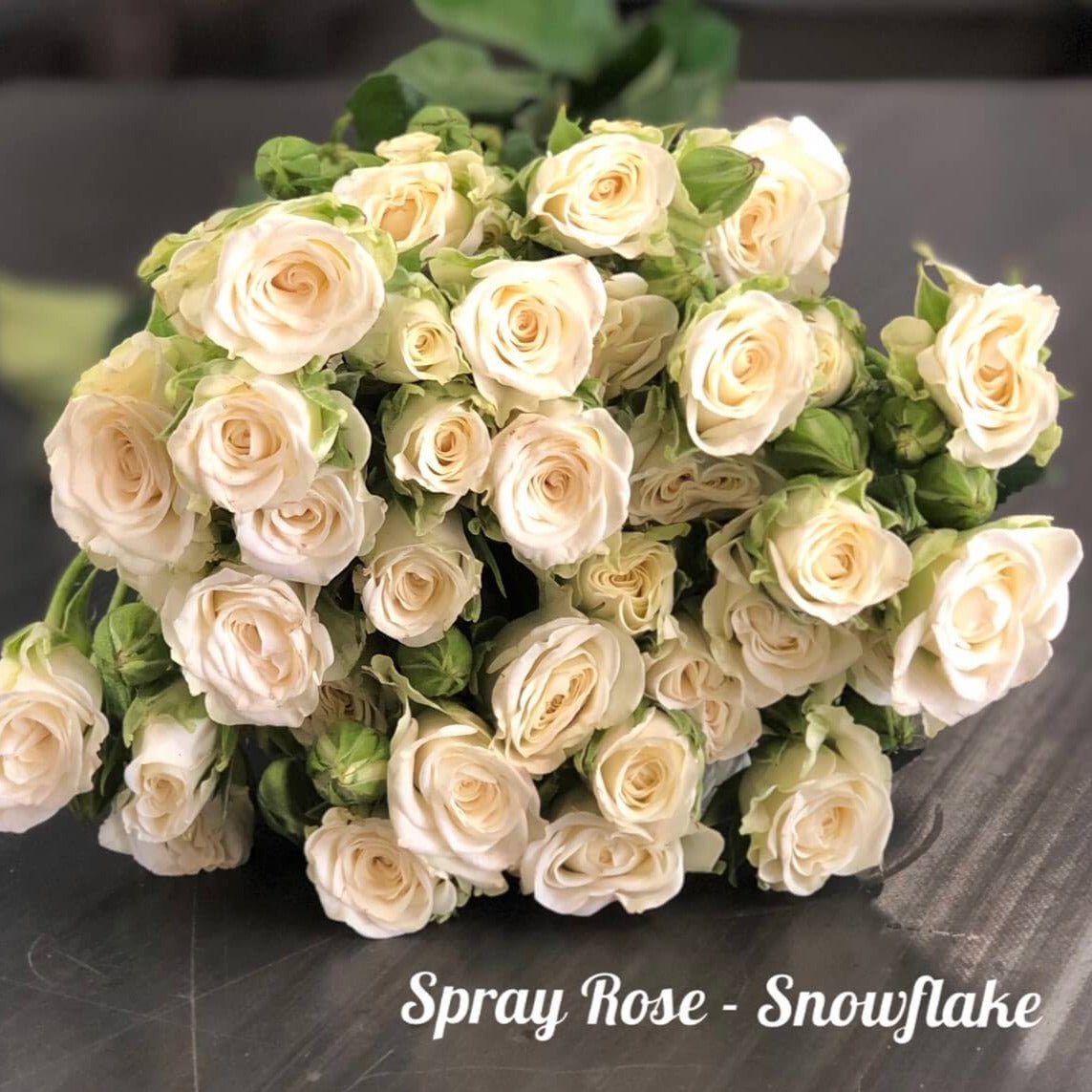 Snowflake ®' Floribunda Roses garden rose bushes potted or bare root plants