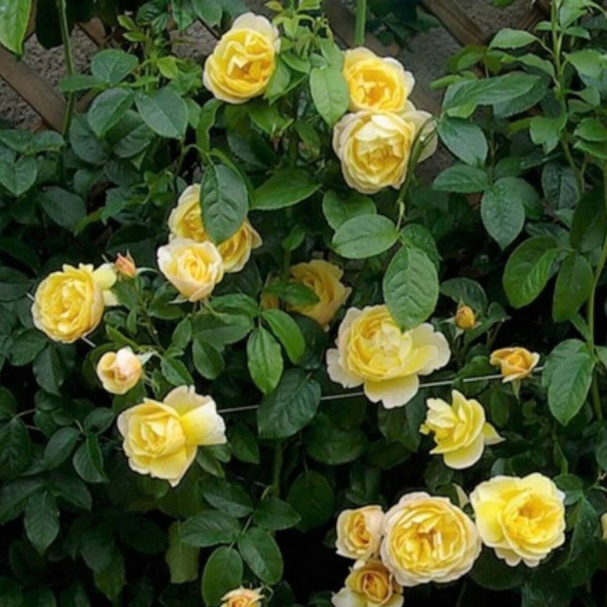 Soleil Vertical ® | Climbing Roses | Garden Rose Bush – Famous Roses World