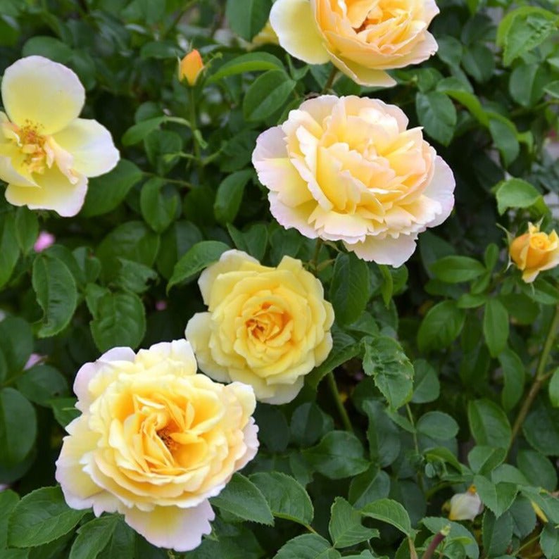 Soleil Vertical ® | Climbing Roses | Garden Rose Bush – Famous Roses World