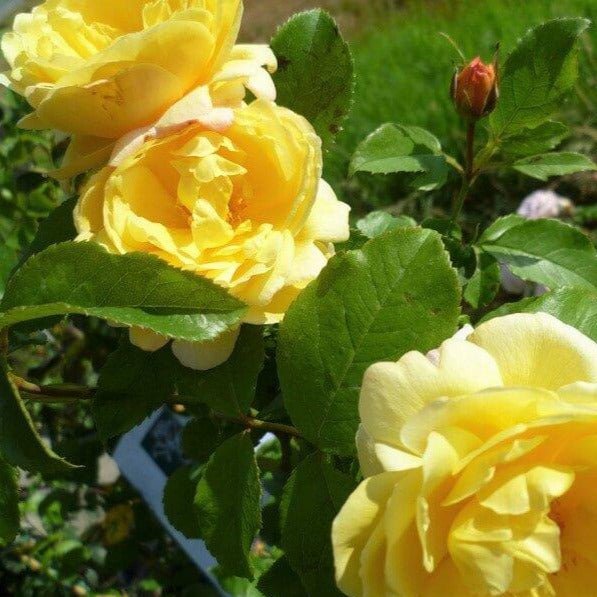 Soleil Vertical ® | Climbing Roses | Garden Rose Bush – Famous Roses World
