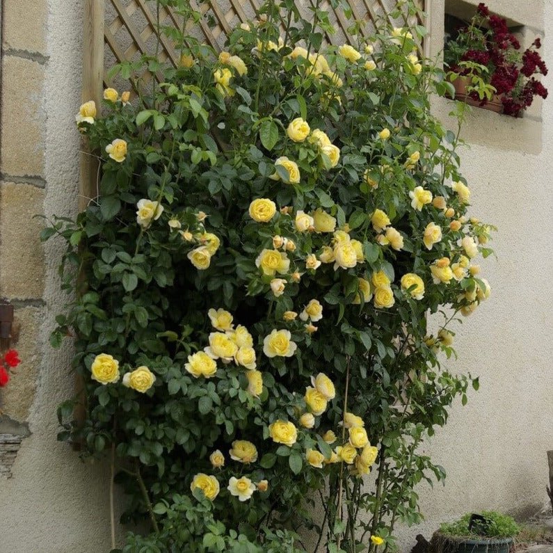 Soleil Vertical ® | Climbing Roses | Garden Rose Bush – Famous Roses World