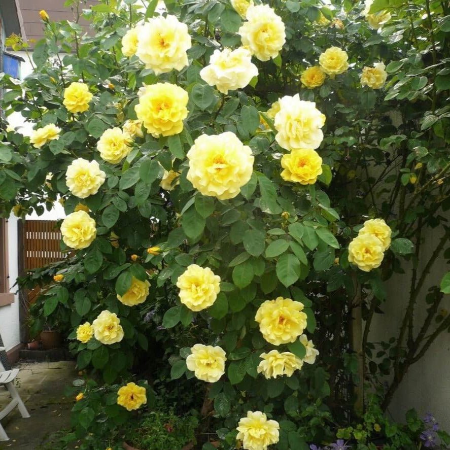 Soleil Vertical ® | Climbing Roses | Garden Rose Bush – Famous Roses World