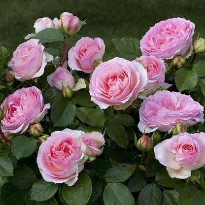 Sophia Romantica ® Floribunda Roses garden rose bushes potted or bare root plants