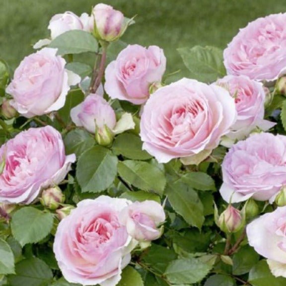 Sophia Romantica ® Floribunda Roses garden rose bushes potted or bare root plants