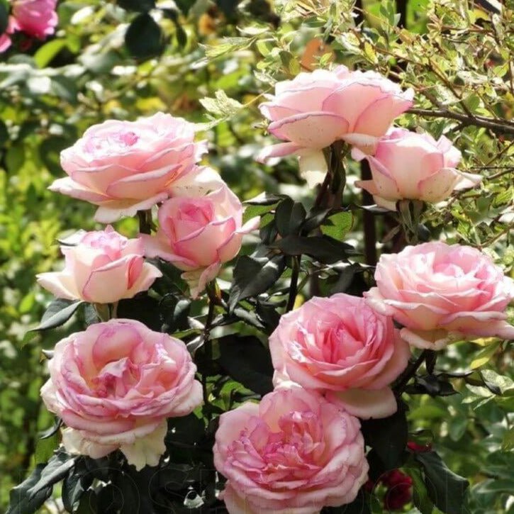 Souvenir de Baden Baden ® Hybrid Tea Roses garden rose bushes potted or bare root plants