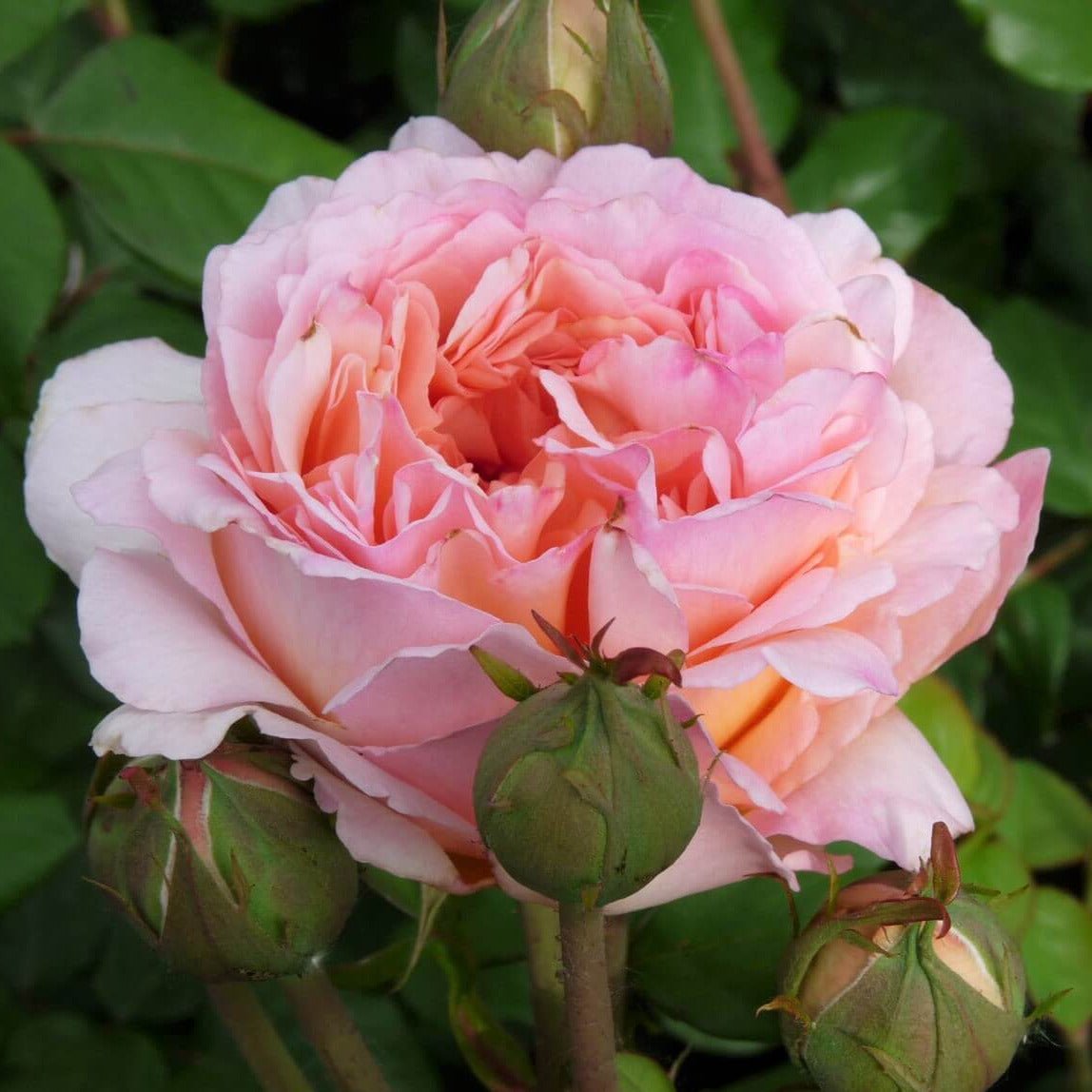 Souvenir de Baden Baden ® Hybrid Tea Roses garden rose bushes potted or bare root plants