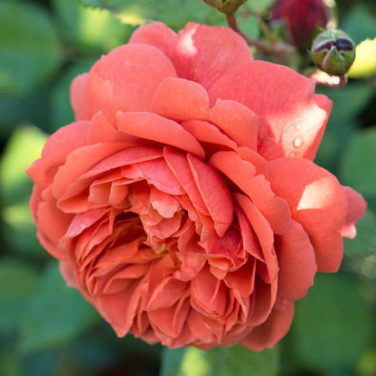 Summer Song ® - English floribunda rose bred by David Austin