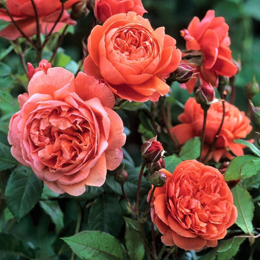 Summer Song ® English Shrub Rose garden rose bushes potted or bare root plants