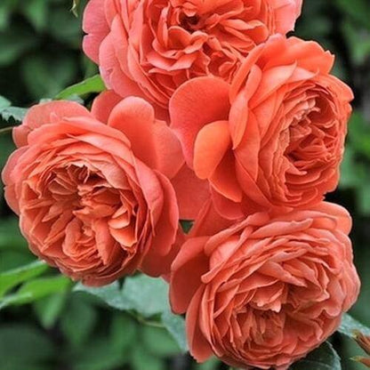 Summer Song ® - English floribunda rose bred by David Austin