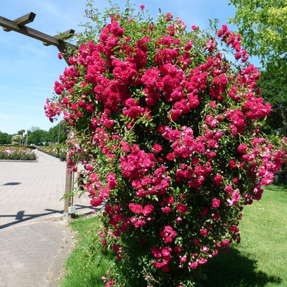 SUPER EXCELSA ® Climbing Rose garden rose bushes potted or bare root plants