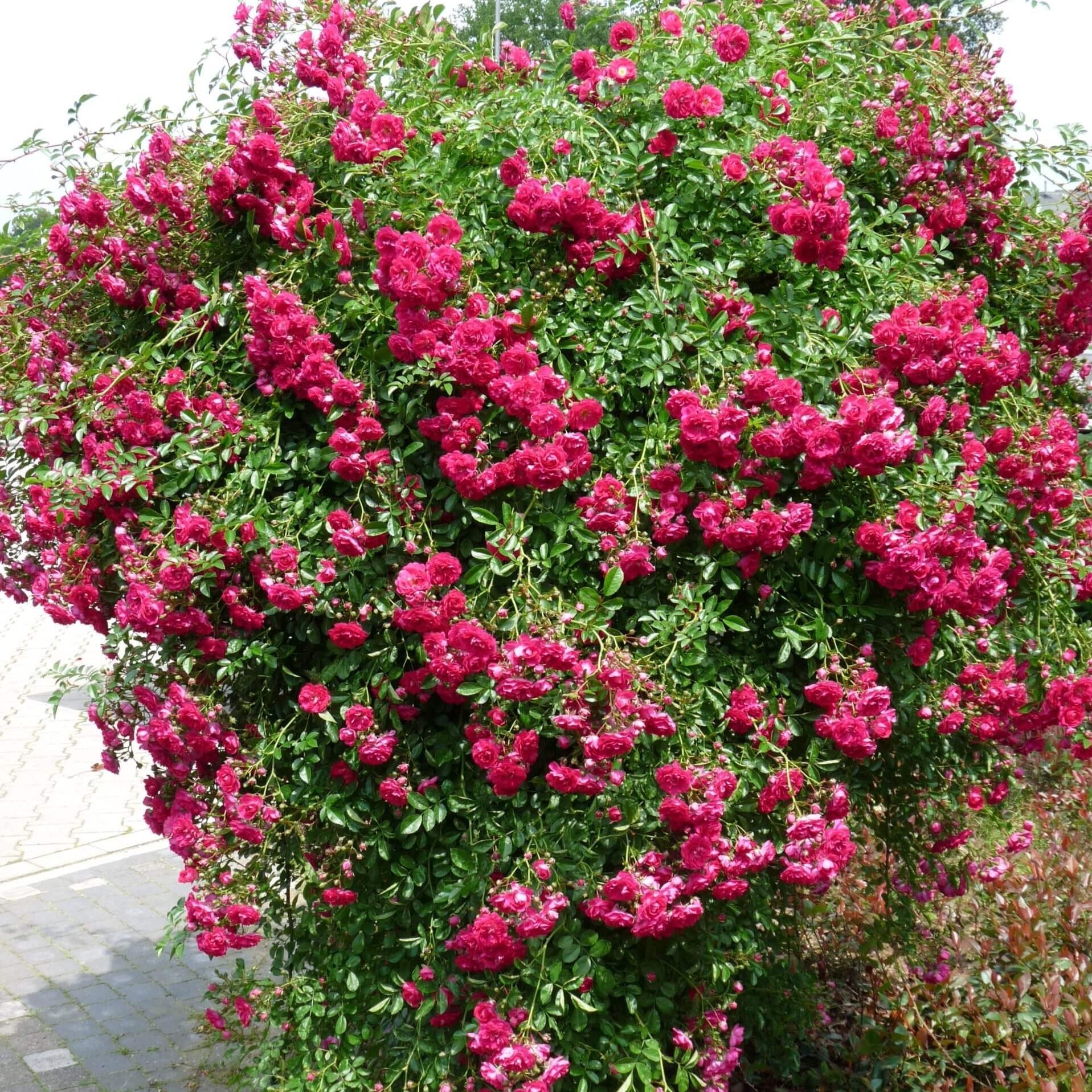 SUPER EXCELSA ® Climbing Rose garden rose bushes potted or bare root plants