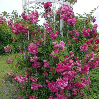 SUPER EXCELSA ® Climbing Rose garden rose bushes potted or bare root plants