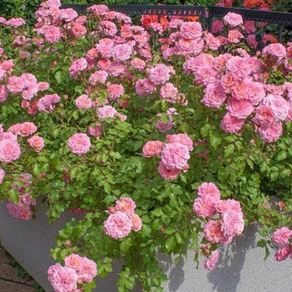 SWEET DRIFT ® Floribunda Roses garden rose bushes potted or bare root plants