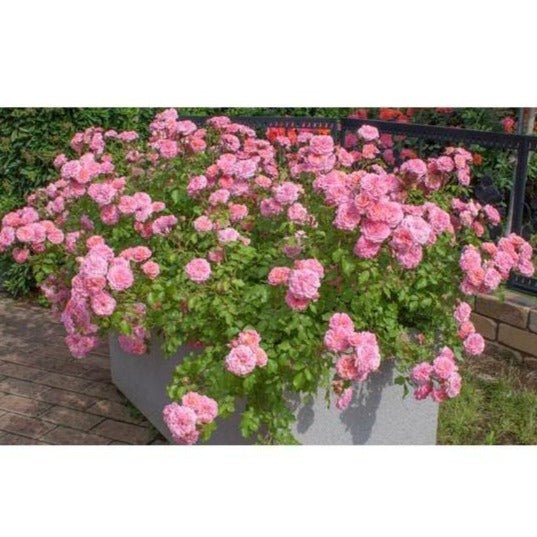 SWEET DRIFT ® Floribunda Roses garden rose bushes potted or bare root plants