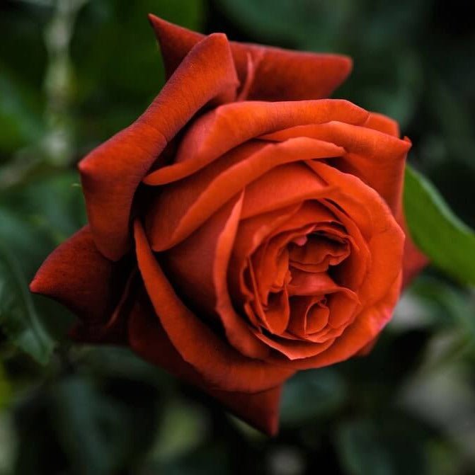 Terracotta ® | Hybrid Tea Roses | Garden Rose Bush – Famous Roses World