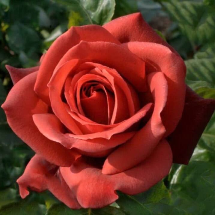 Famous Tea Roses Terracotta ® | Hybrid Tea Roses | Garden Rose Bush – Famous Roses World