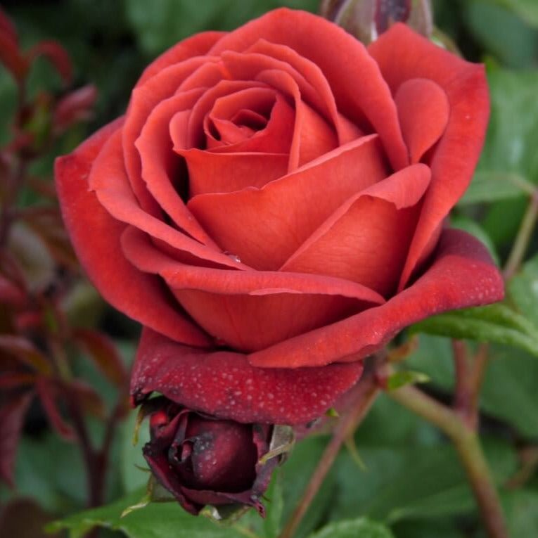Terracotta ® | Hybrid Tea Roses | Garden Rose Bush – Famous Roses World