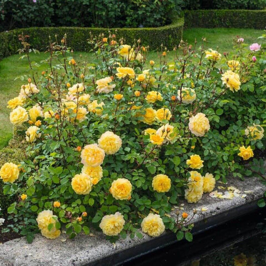The Poet's Wife ® Shrub Rose garden rose bushes potted or bare root plants