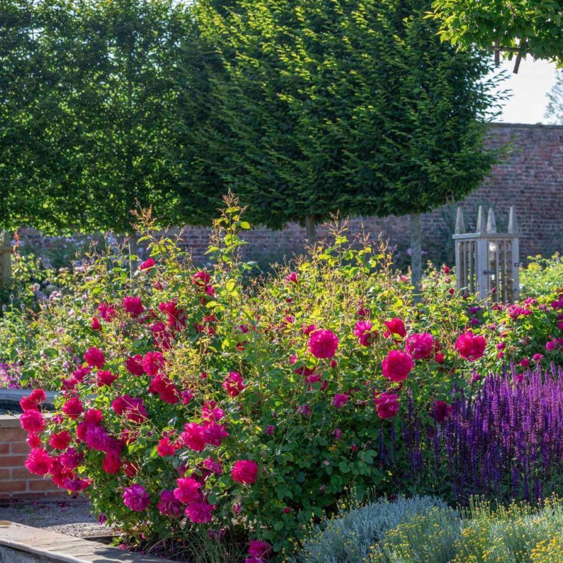 Thomas a Becket ® | Floribunda Rose | Garden Rose Bush – Famous Roses World