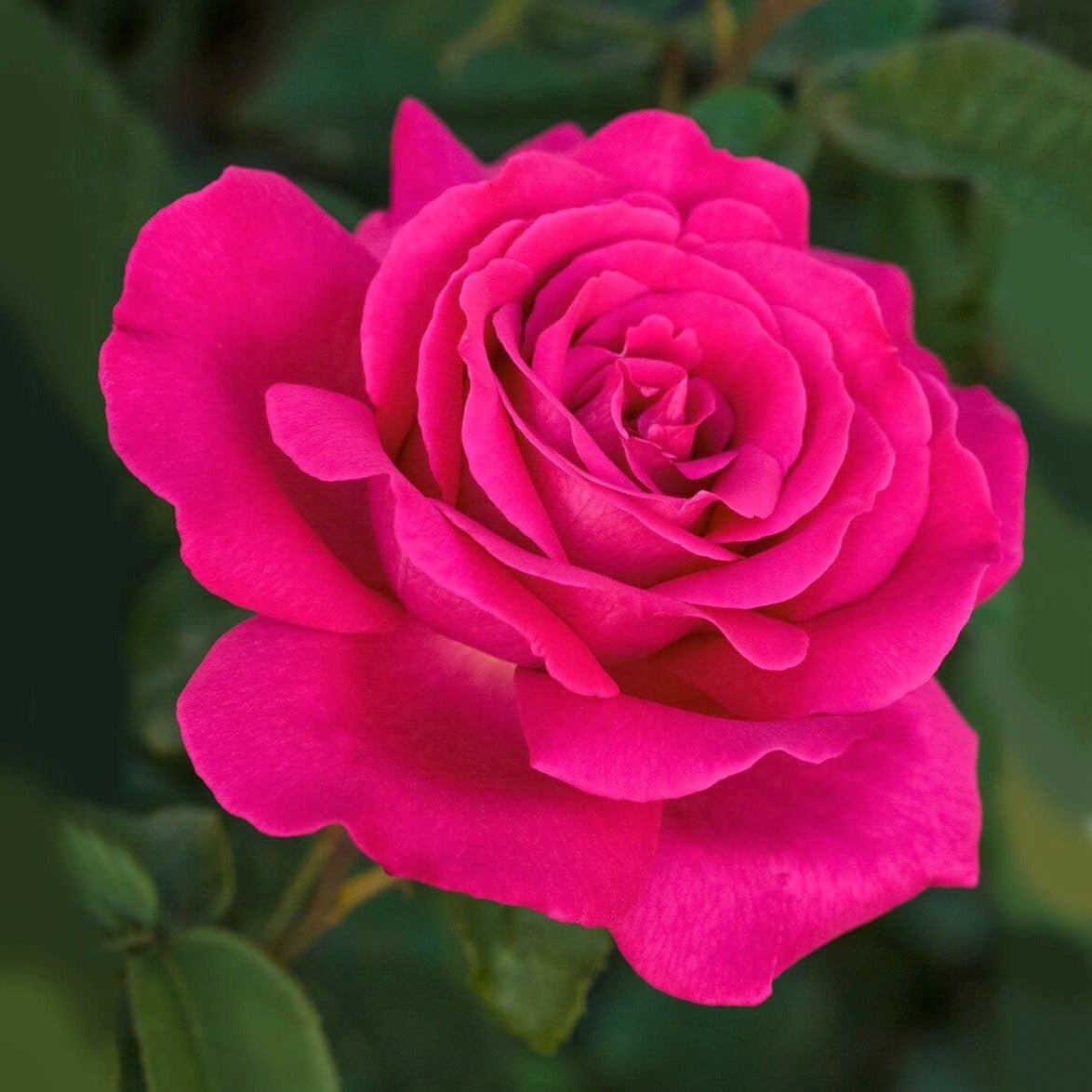 Velasquez ® Hybrid Tea Roses garden rose bushes potted or bare root plants