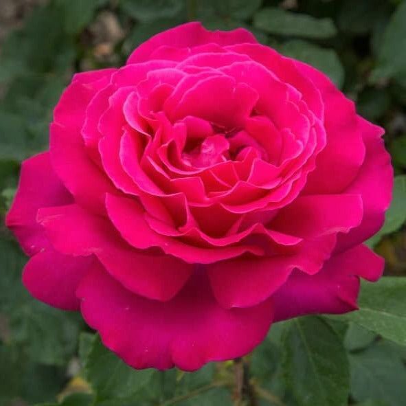 Velasquez ® Hybrid Tea Roses garden rose bushes potted or bare root plants