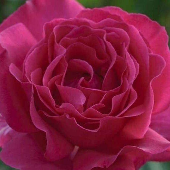 Velasquez ® Hybrid Tea Roses garden rose bushes potted or bare root plants