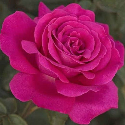 Velasquez ® Hybrid Tea Roses garden rose bushes potted or bare root plants