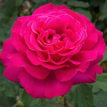 Velasquez ® Hybrid Tea Roses garden rose bushes potted or bare root plants